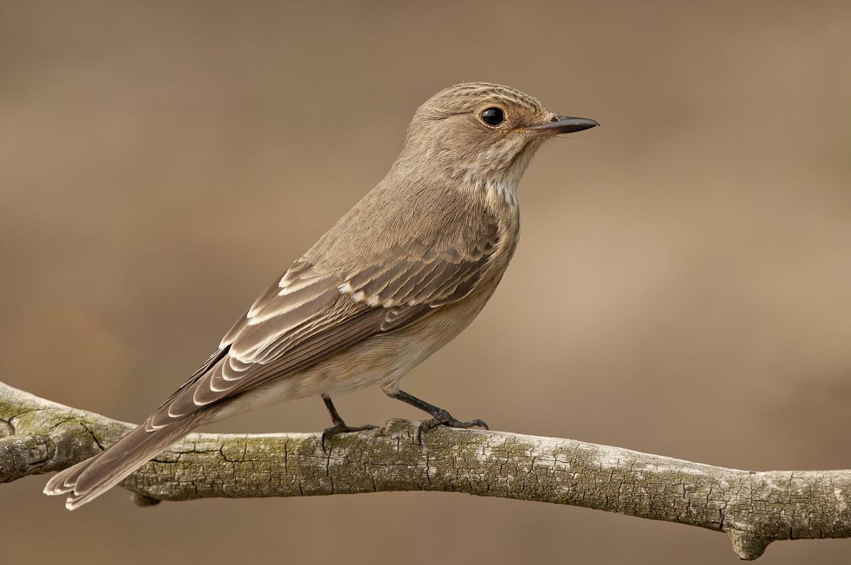 Spotted Flycatcher