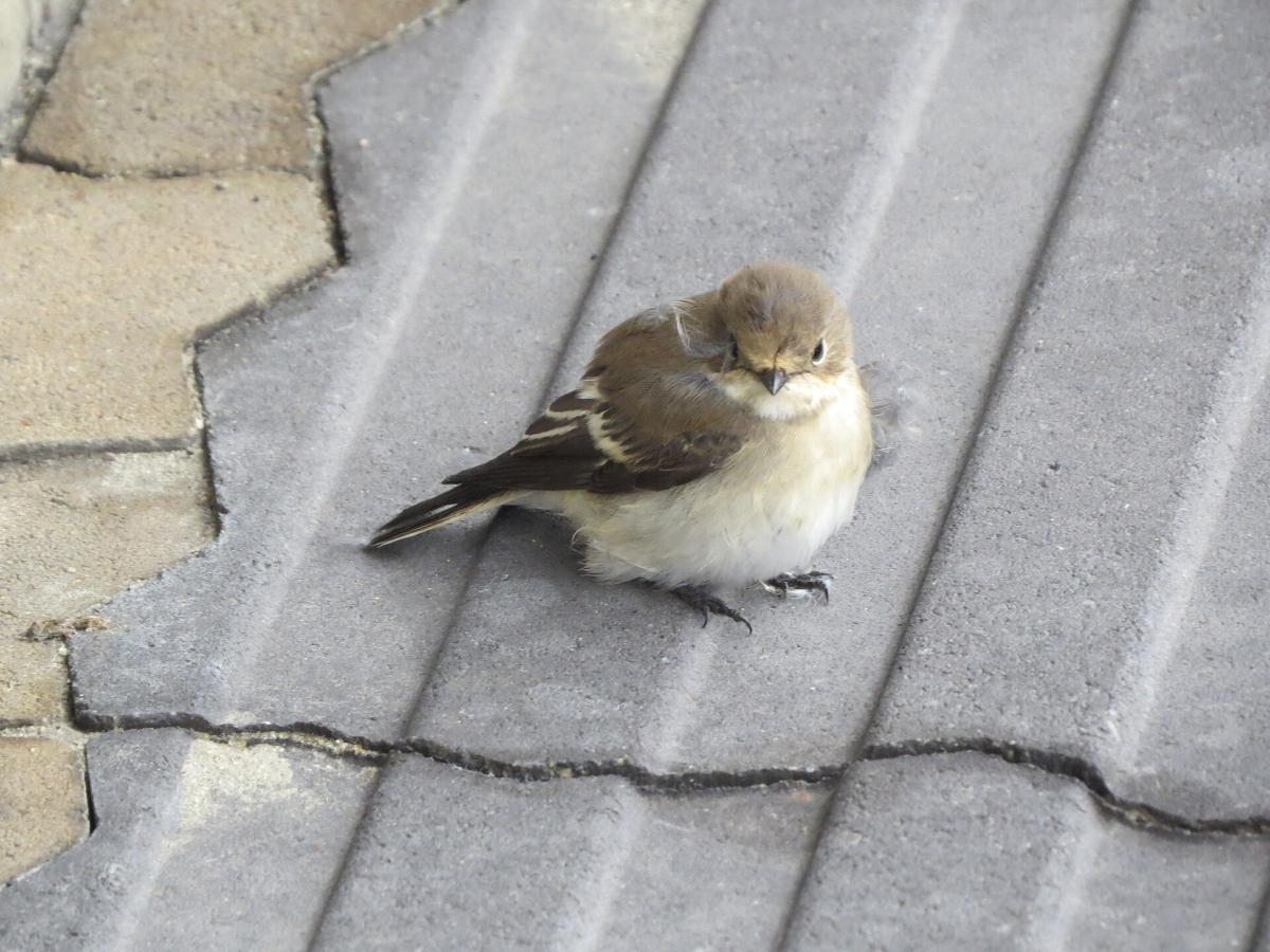 Pied Flycatcher