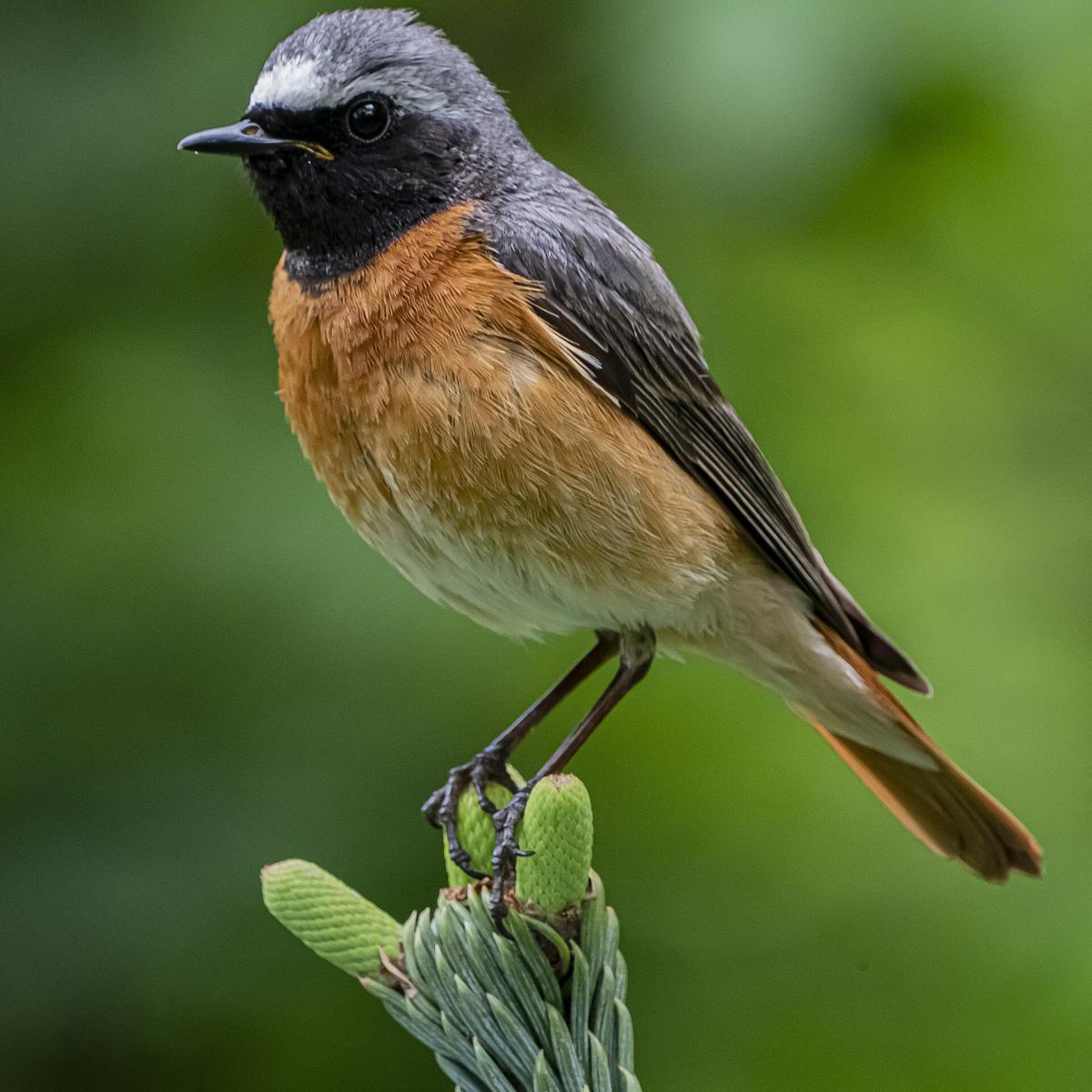 Common Redstart