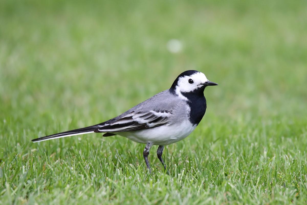 Pied Wagtail
