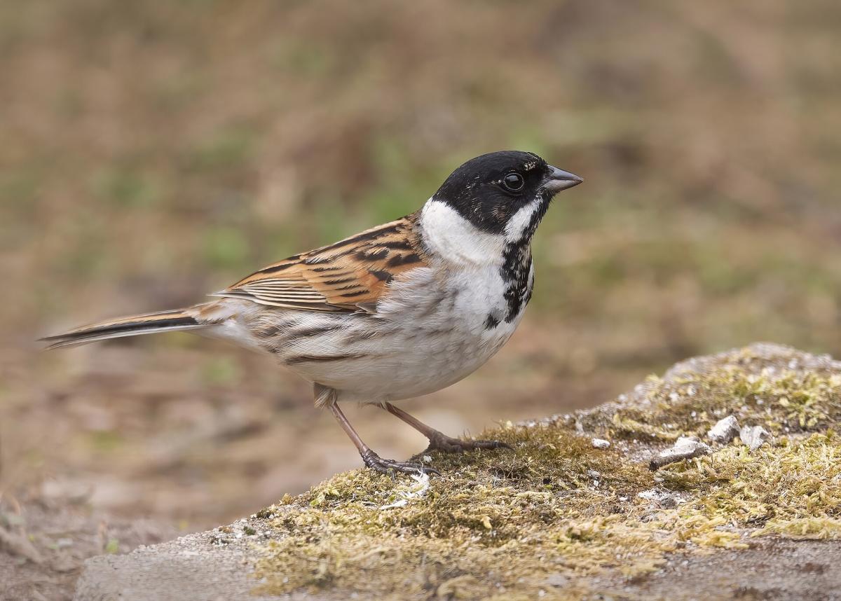 Reed Bunting