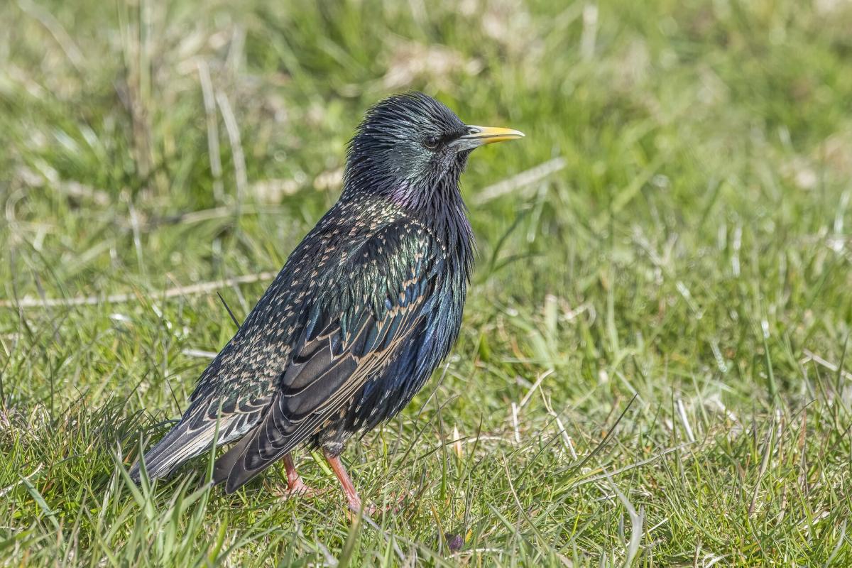 Starling
