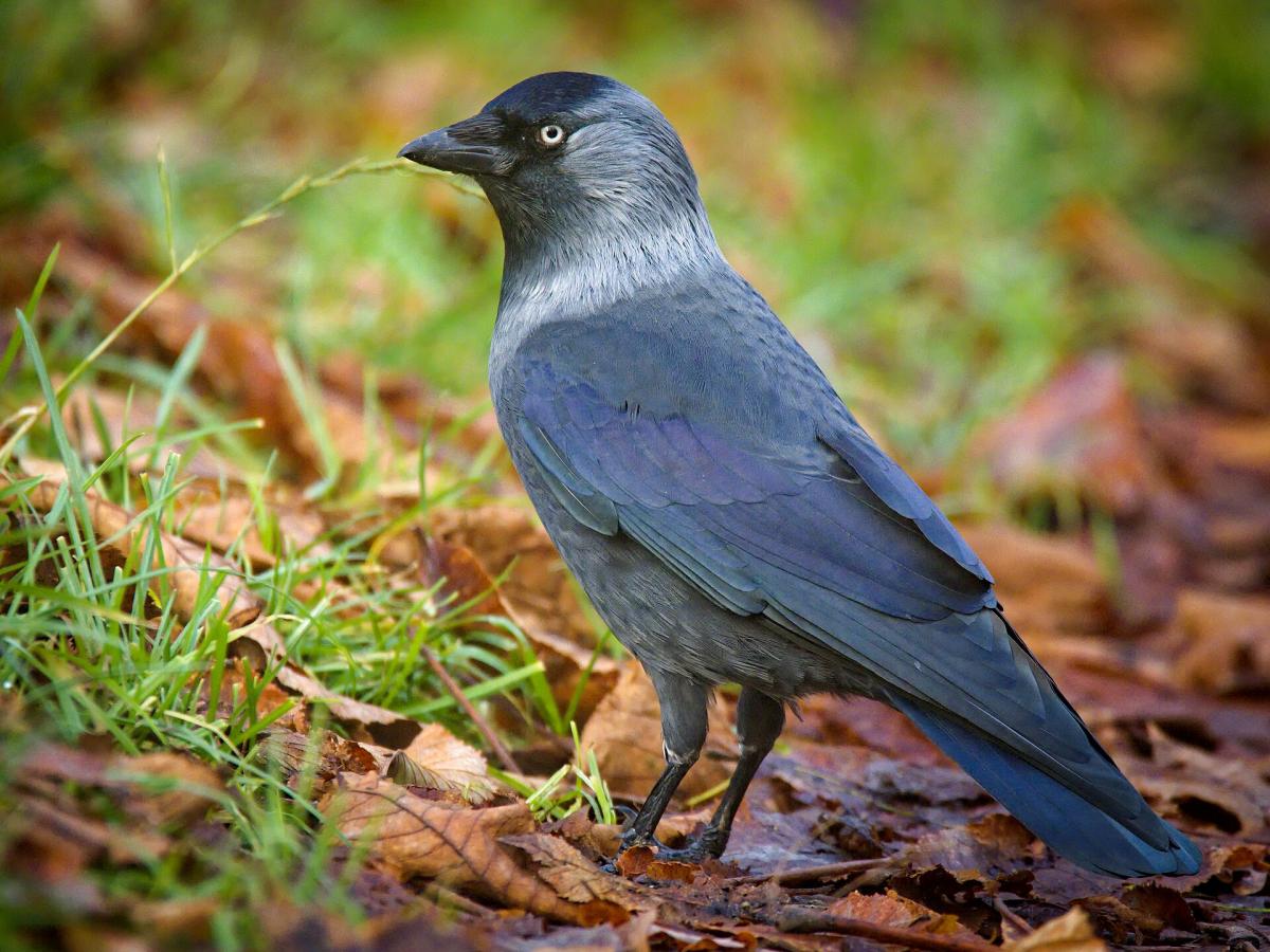 Jackdaw