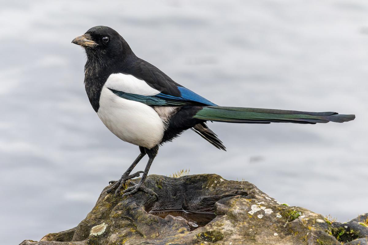 Magpie