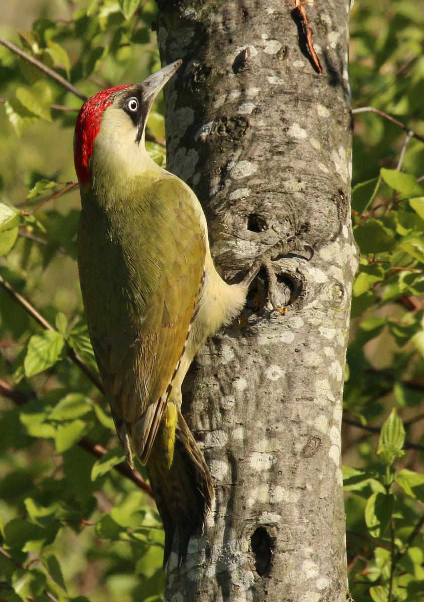 Green Woodpecker