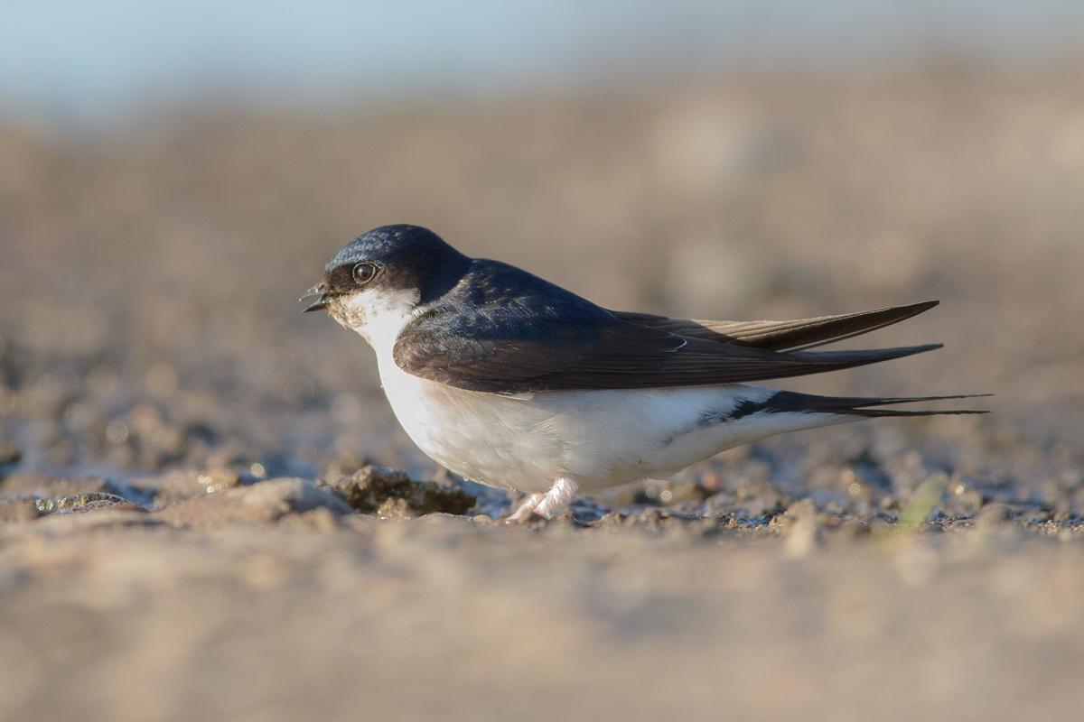House Martin