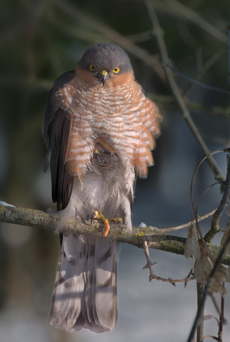Sparrowhawk