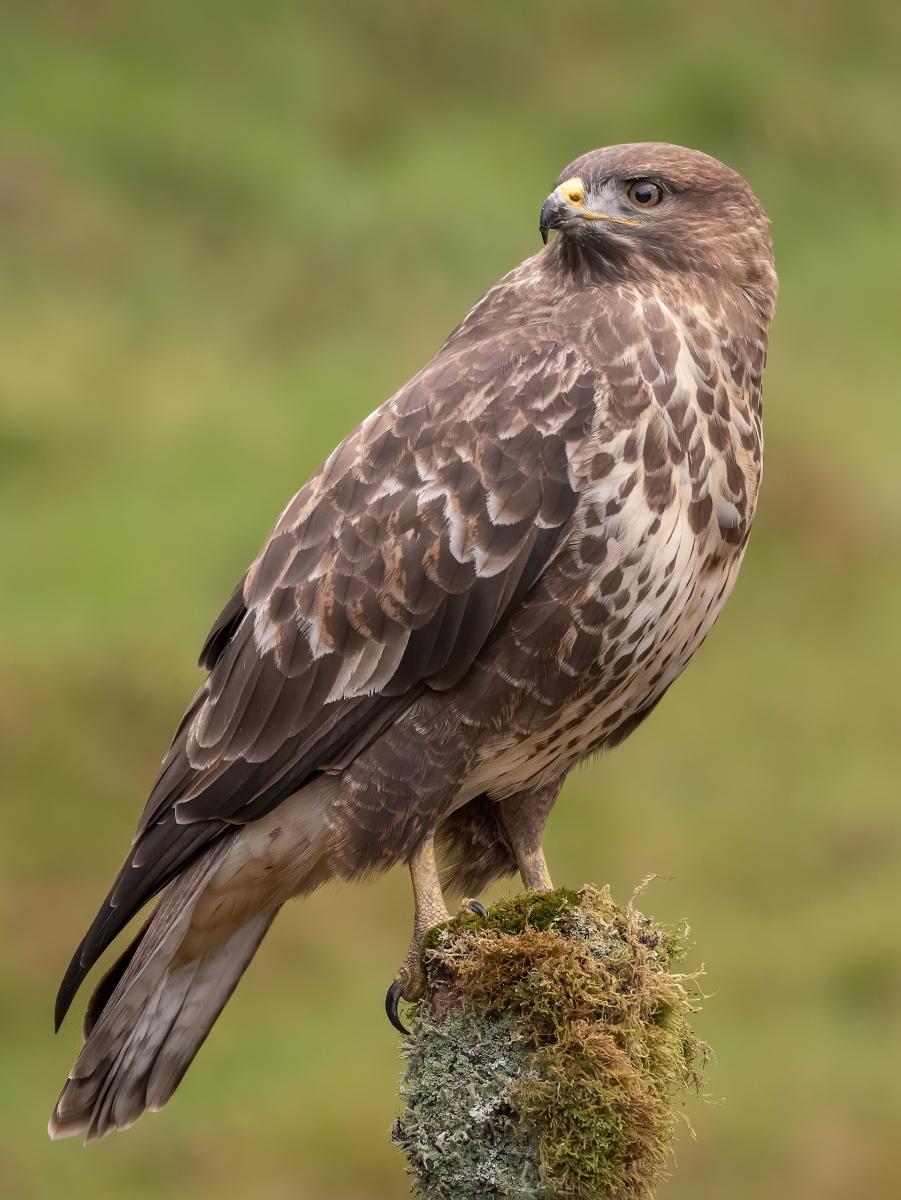 Common Buzzard