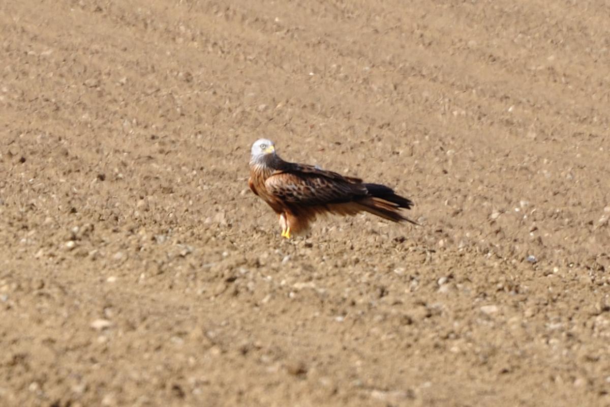 Red Kite
