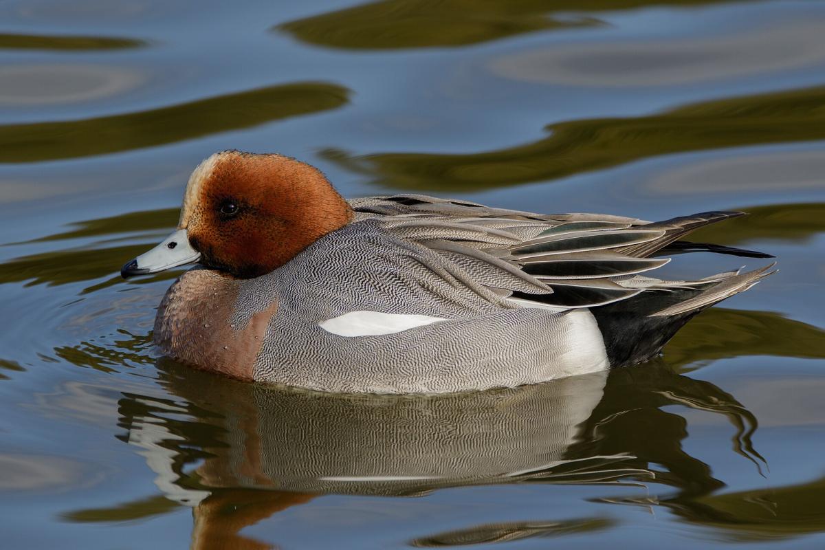 Wigeon