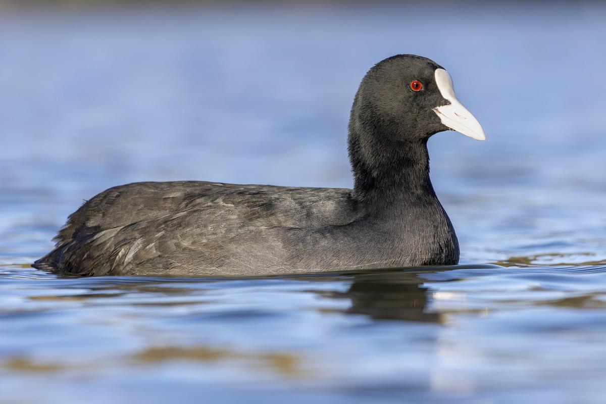 Coot
