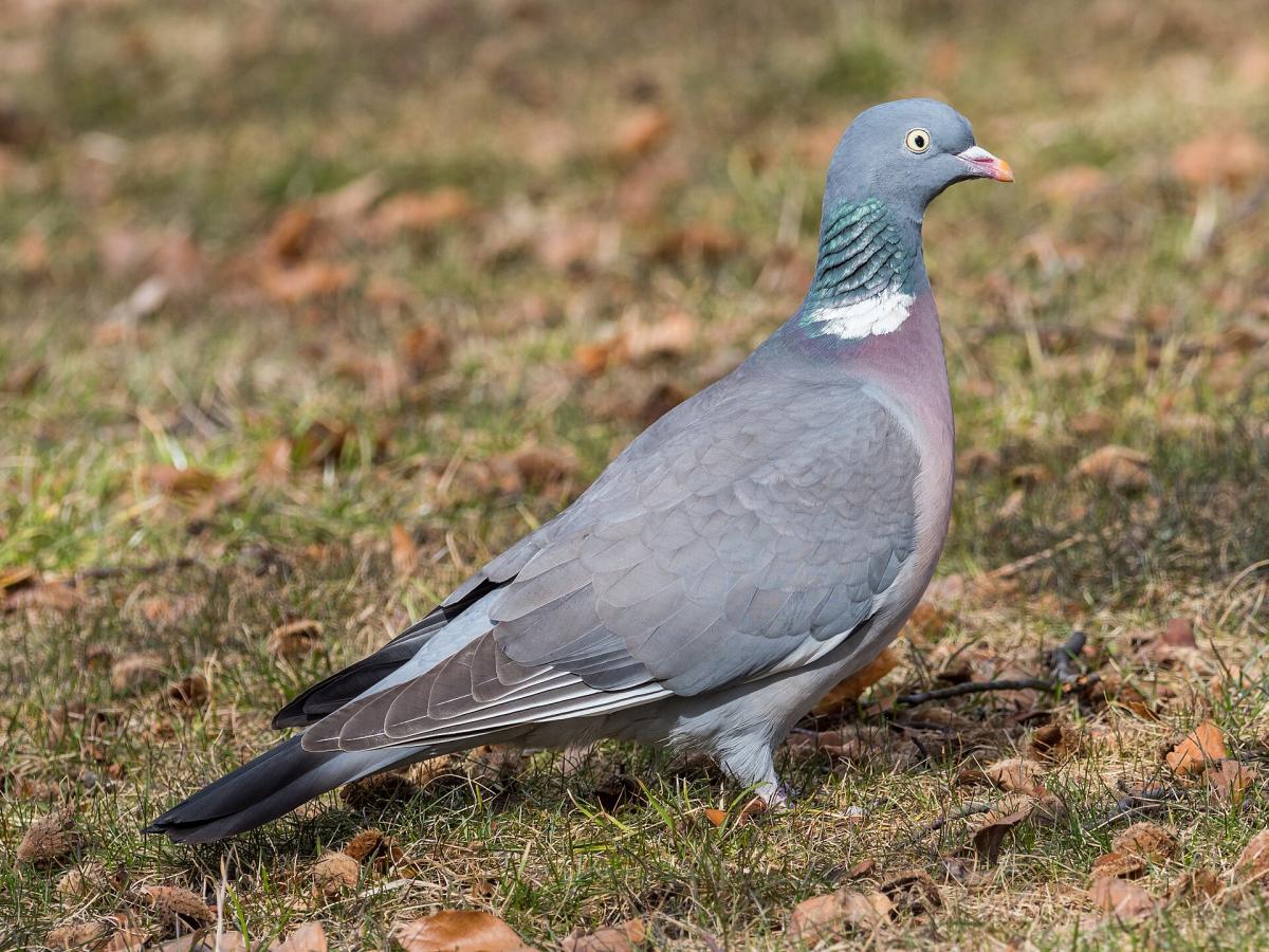 Common Woodpigeon