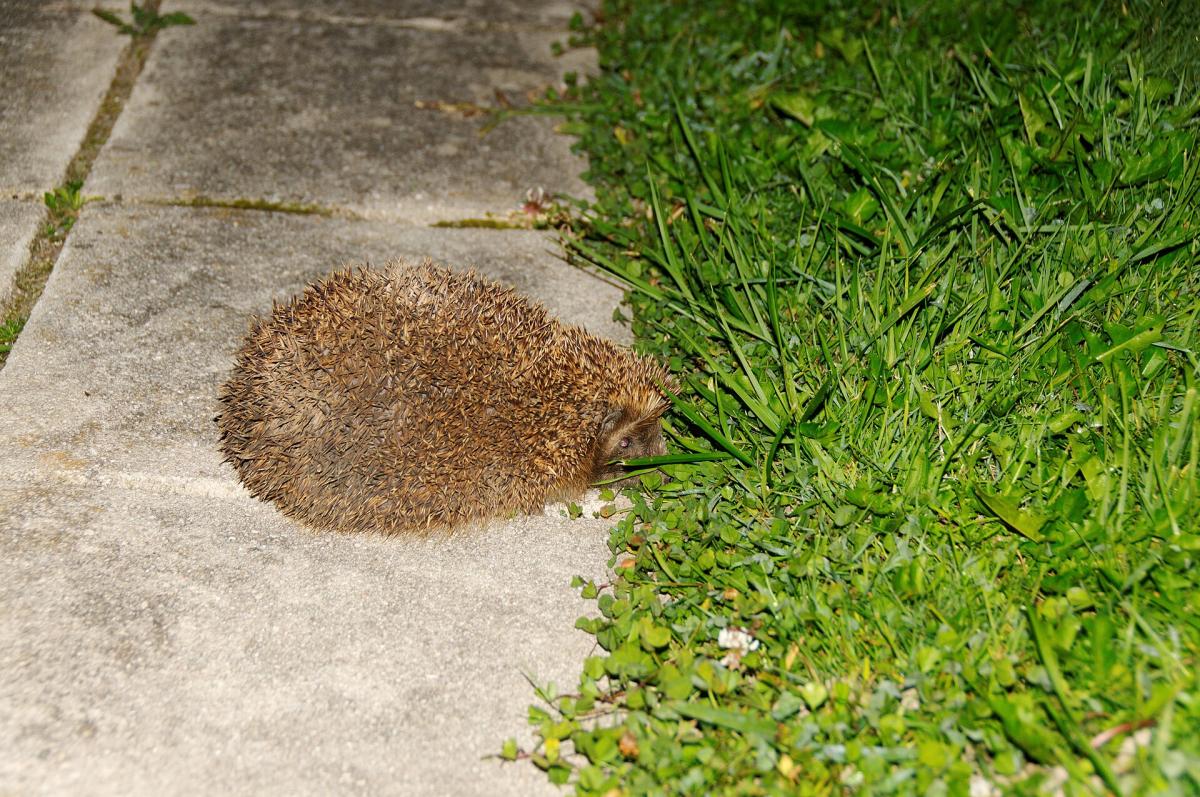 Hedgehog