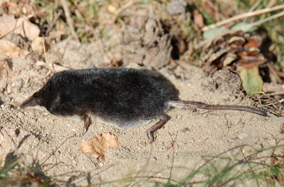 Water Shrew