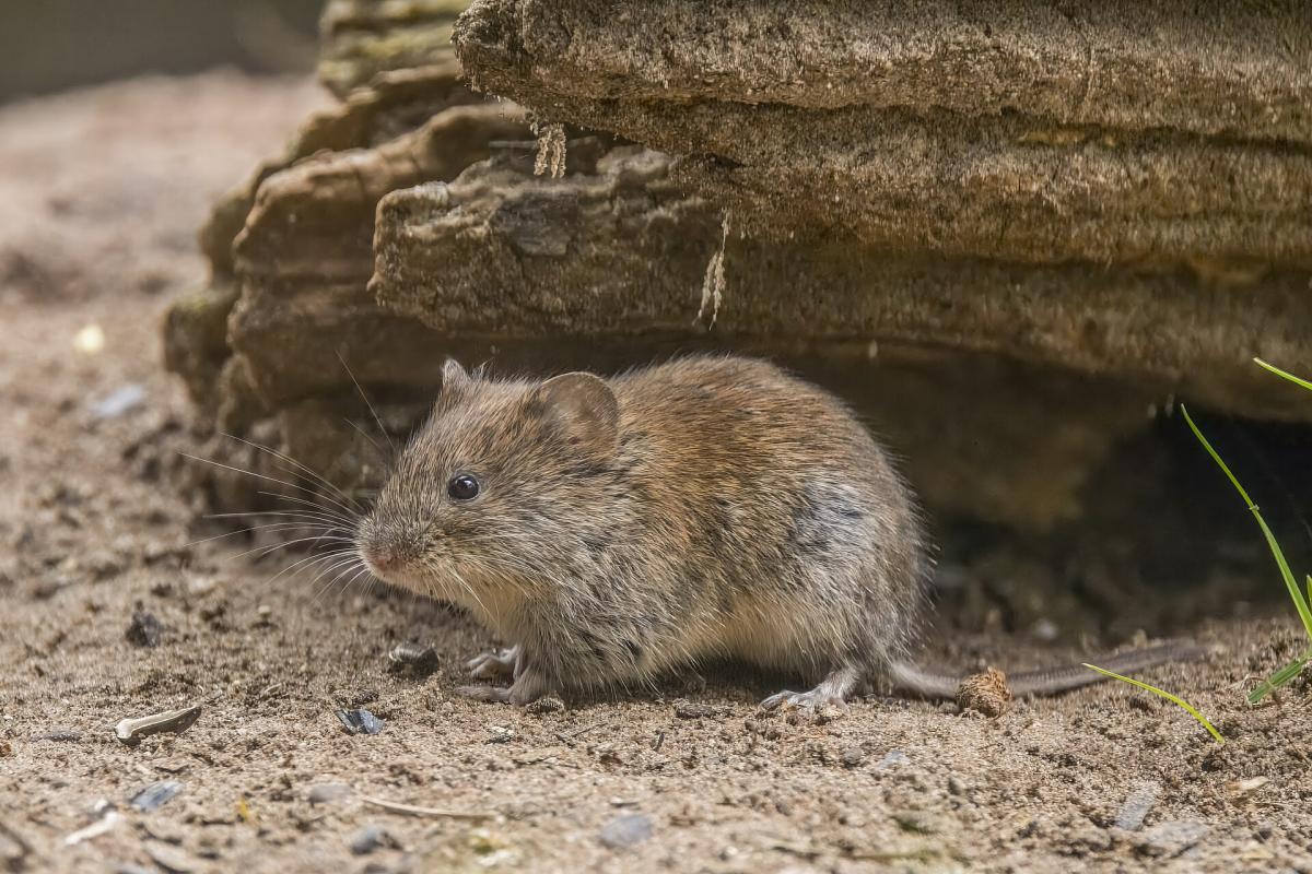 Bank Vole