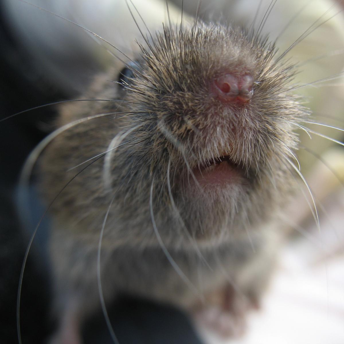 Field Vole