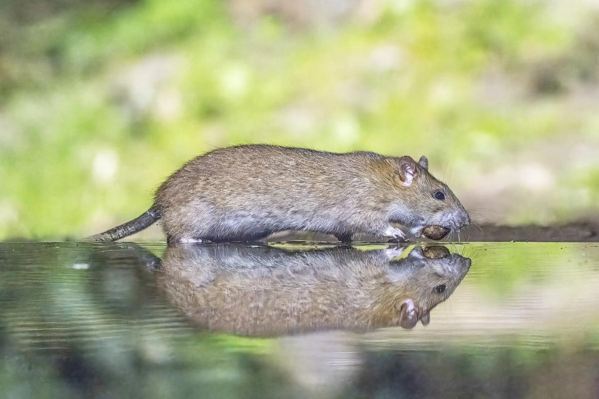 Brown Rat