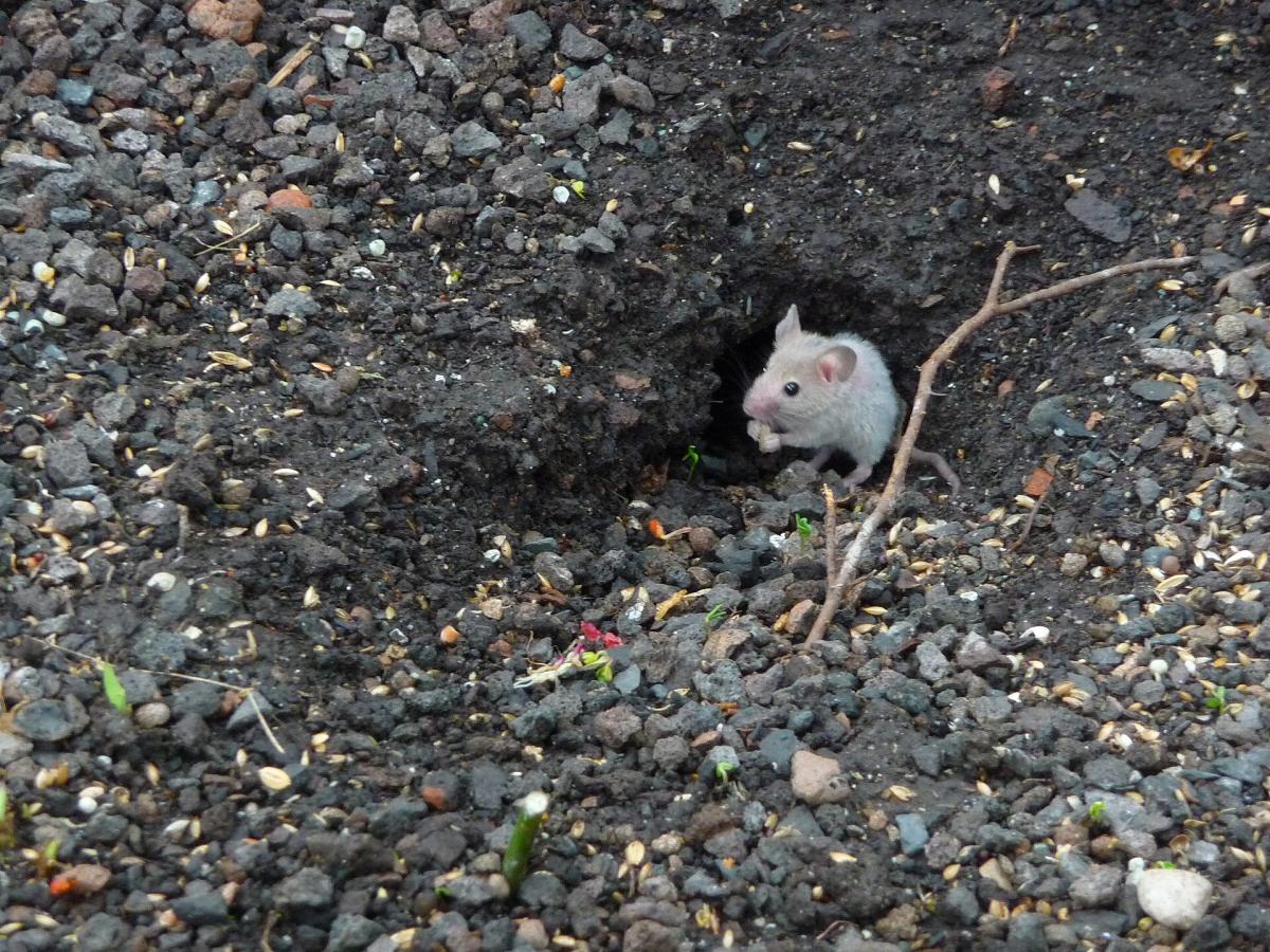 House Mouse