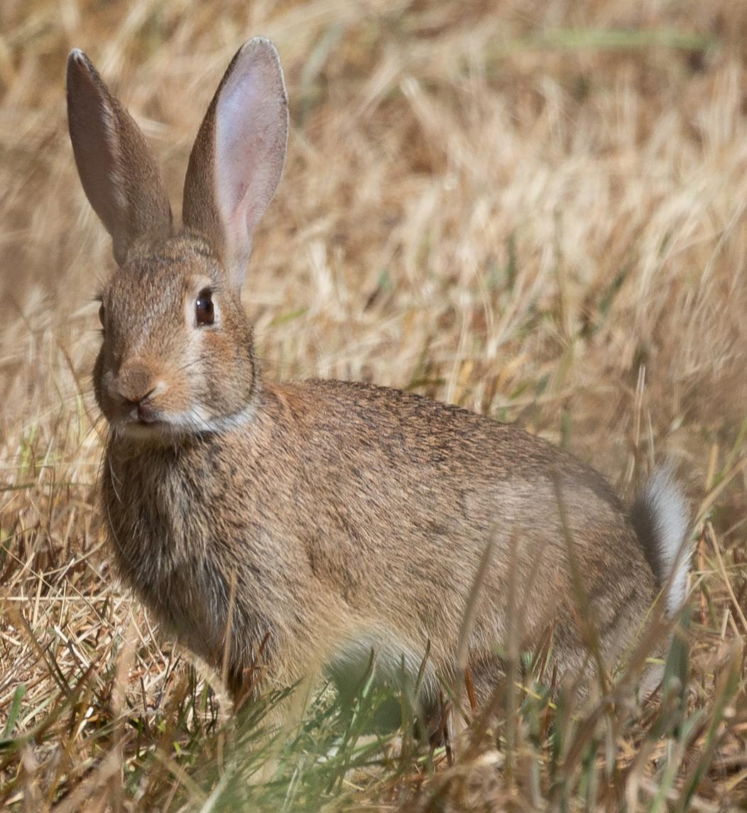 Rabbit