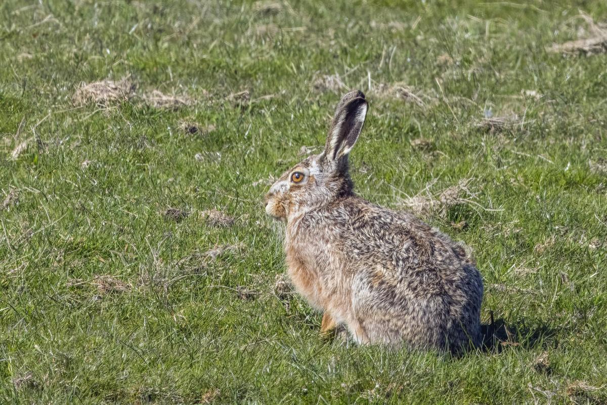 Brown Hare