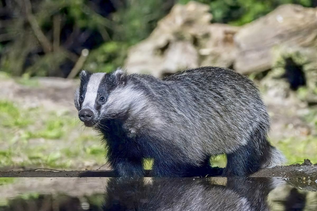 Badger