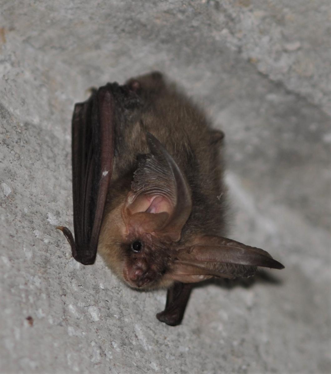 Brown Long-eared Bat