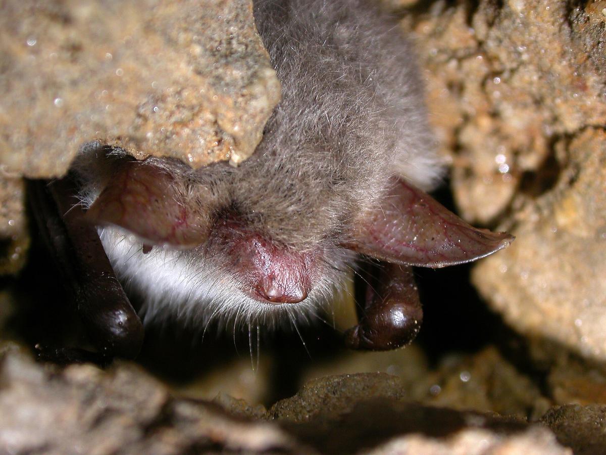 Natterer's Bat