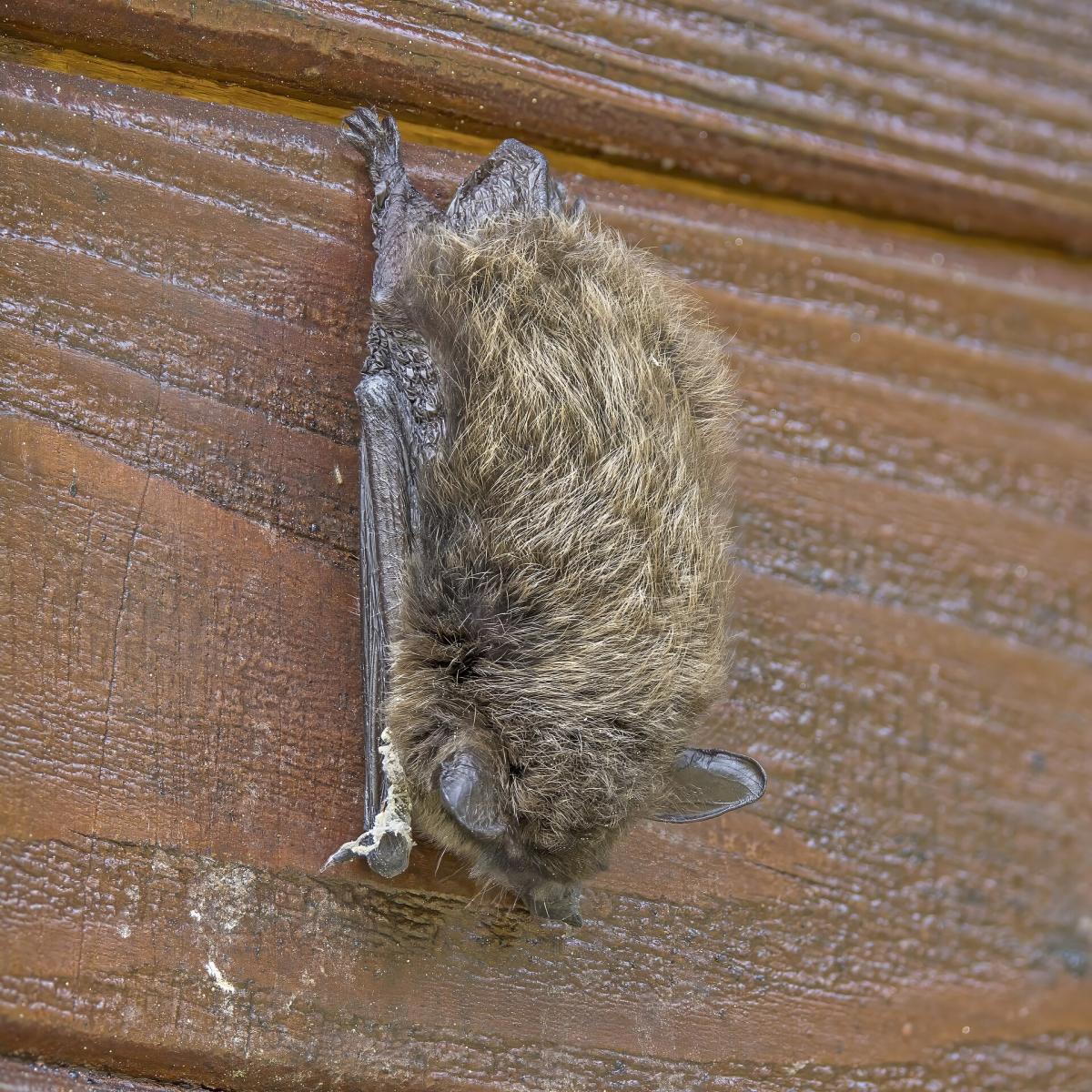 Whiskered Bat