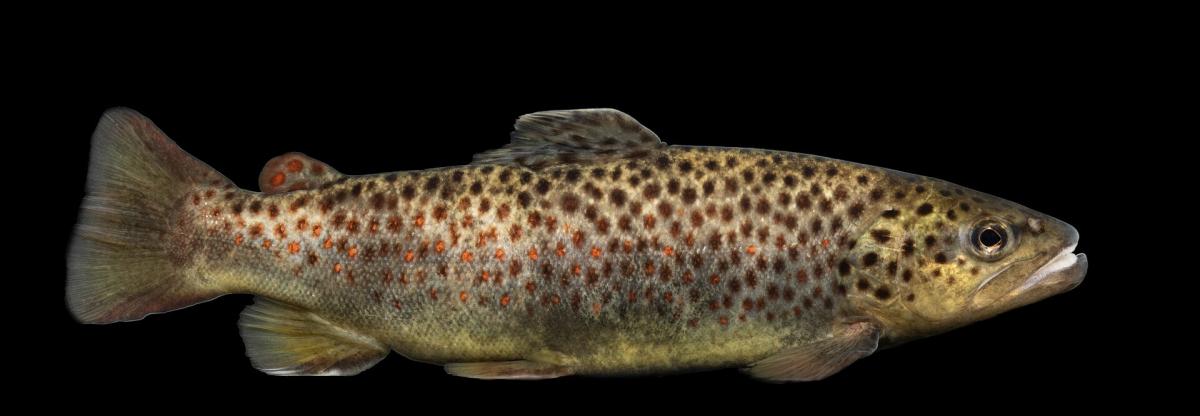 Sea Trout