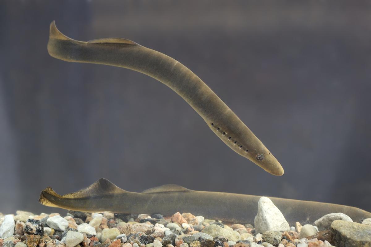 River Lamprey