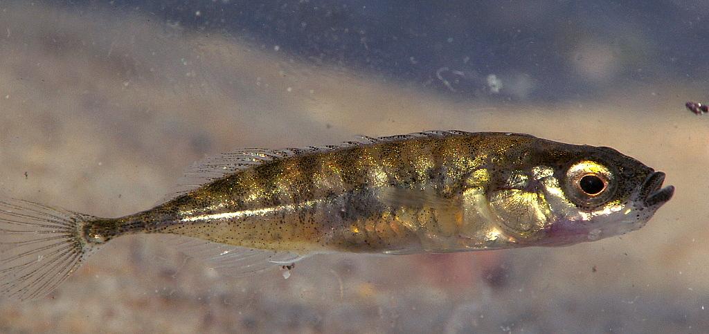 Nine-spined Stickleback