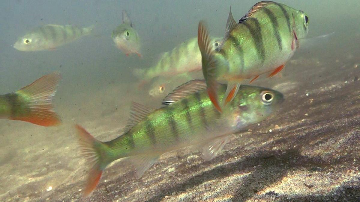 Perch