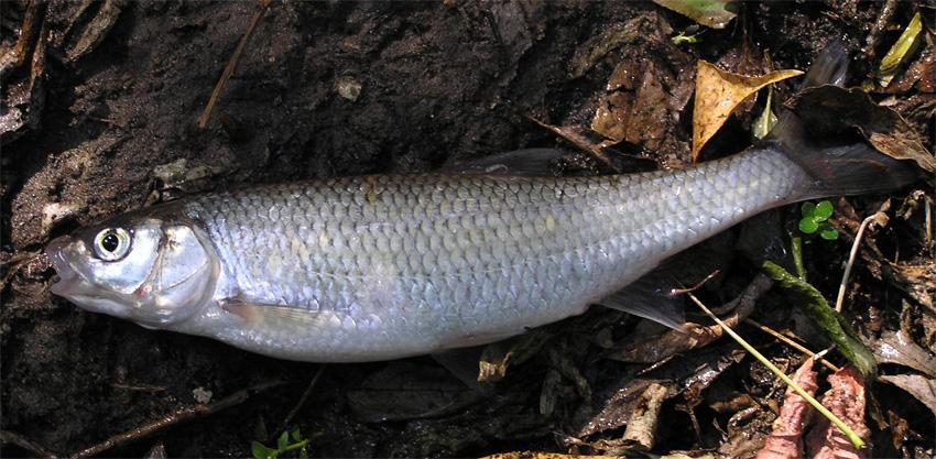 Dace