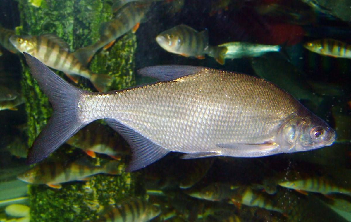 Common Bream