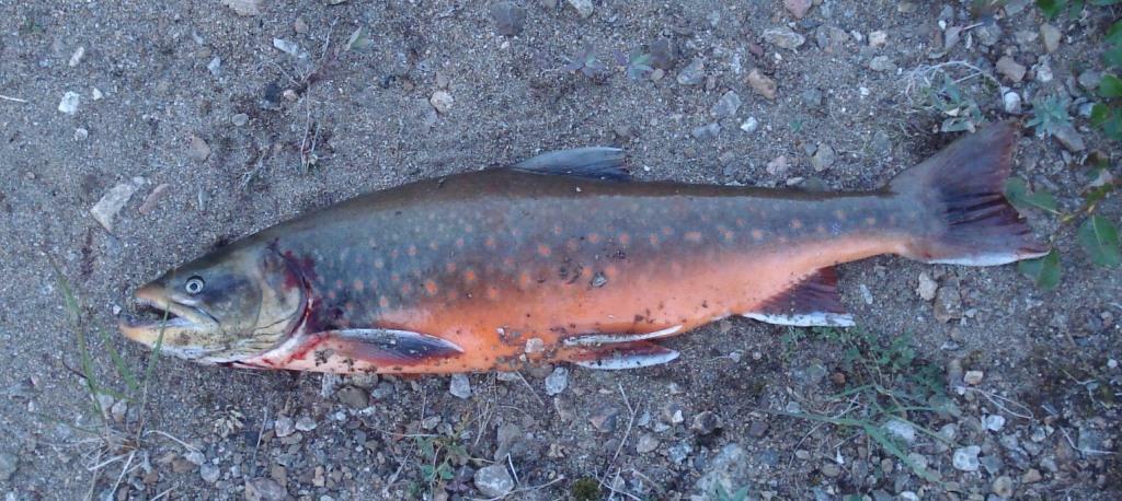 Arctic Charr