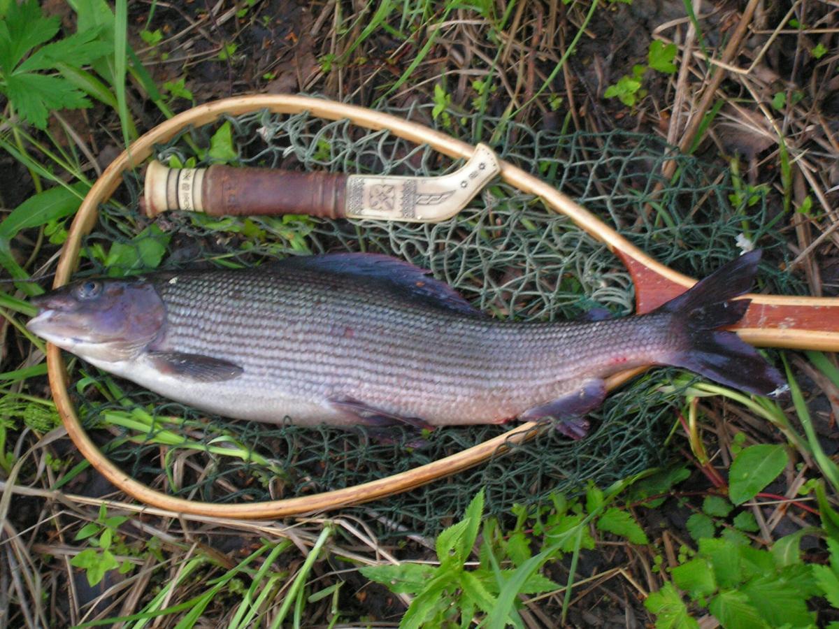 Grayling