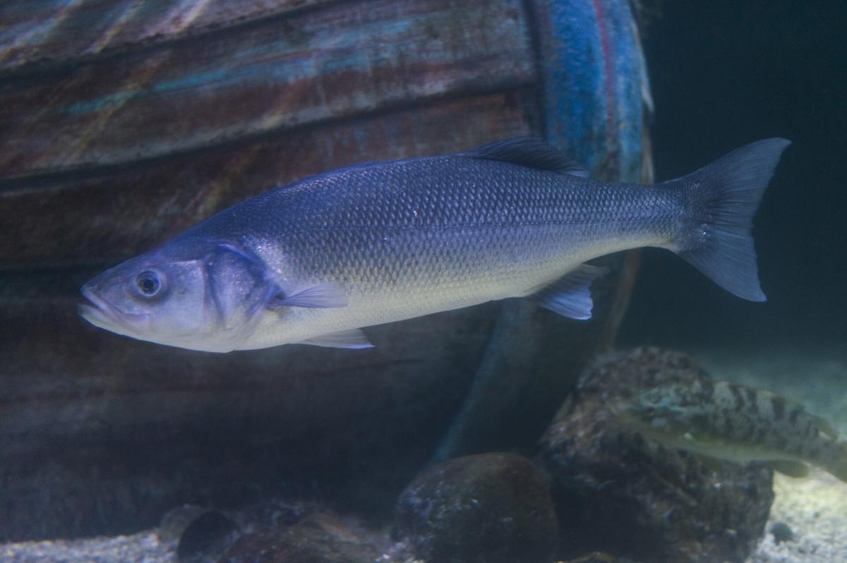 Sea Bass