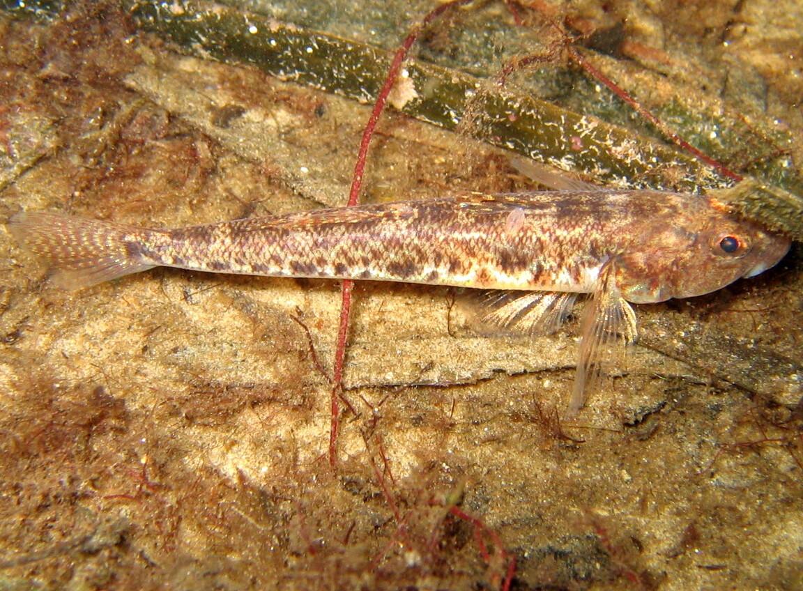 Common Goby