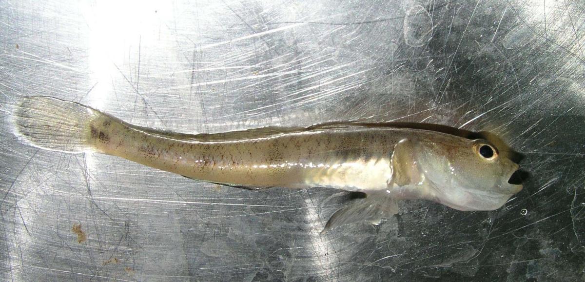 Sand Goby