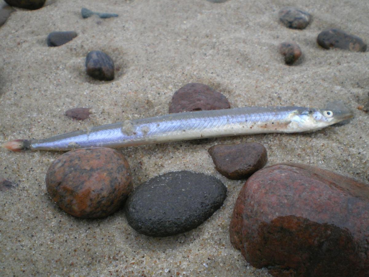 Sand Eel