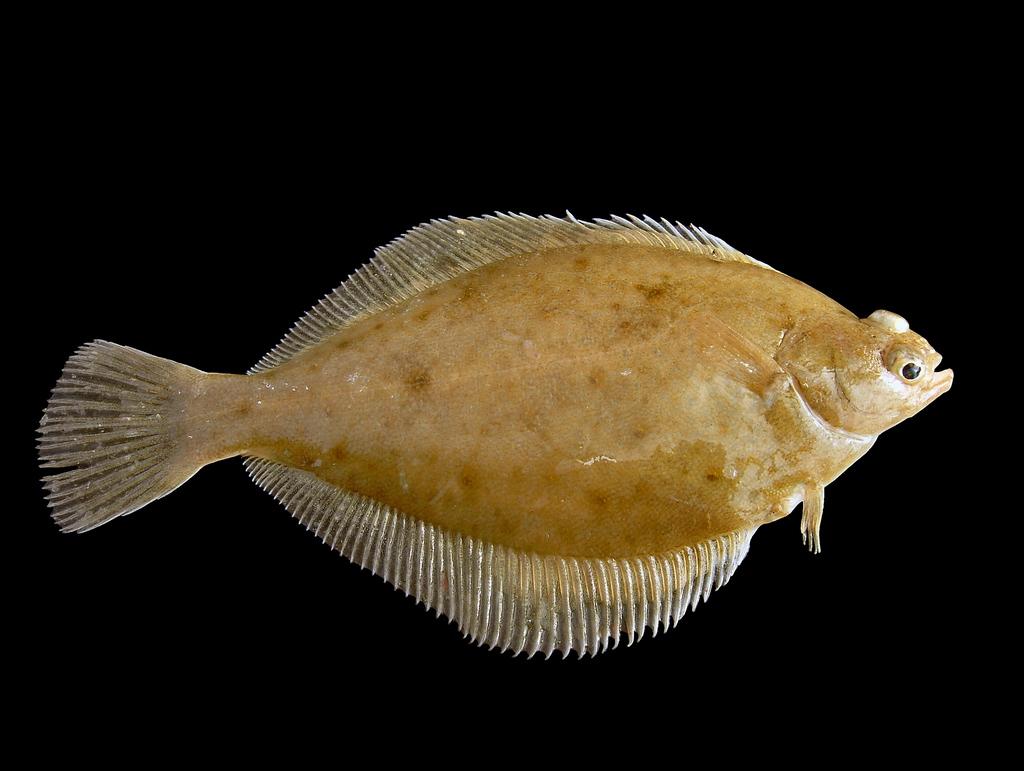 Common Dab