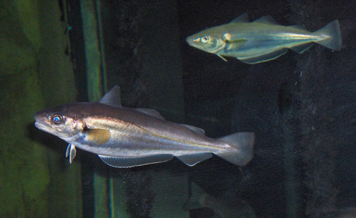Whiting