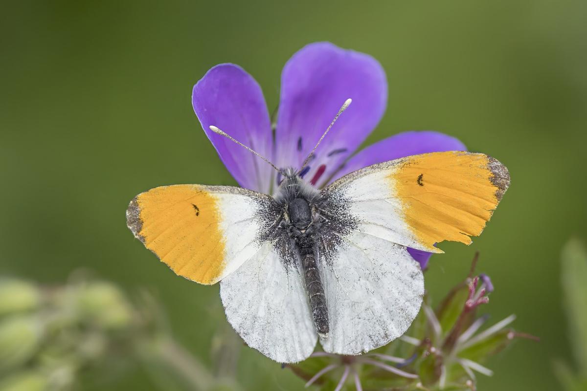 Orange-tip