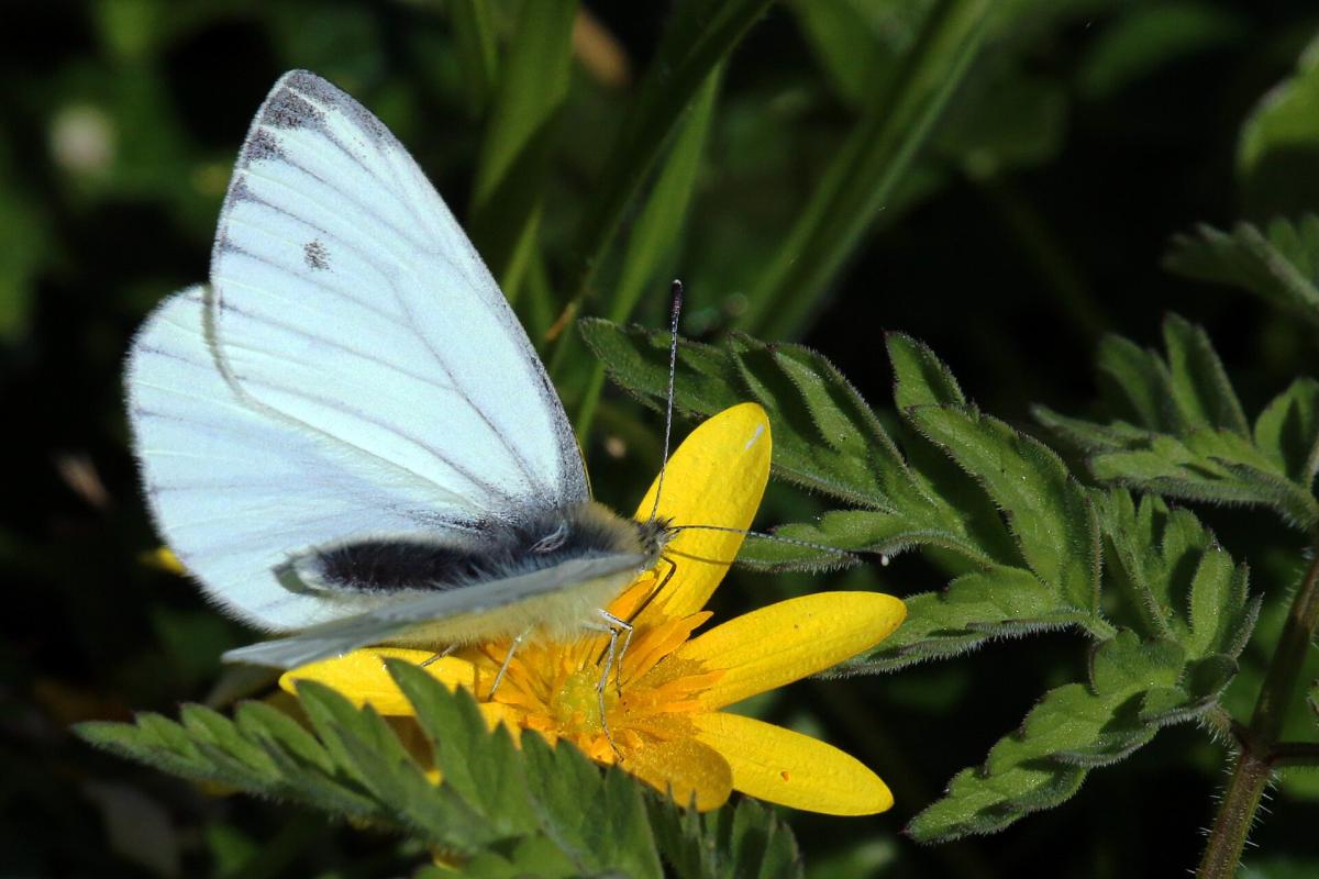 Green-veined White