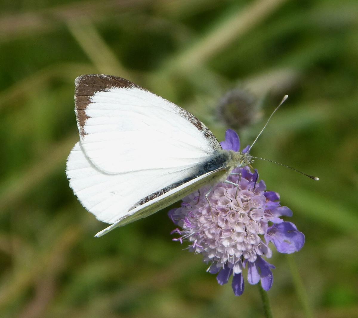 Large White