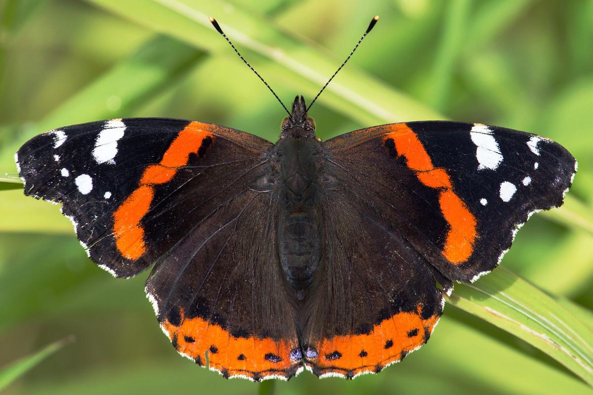 Red Admiral