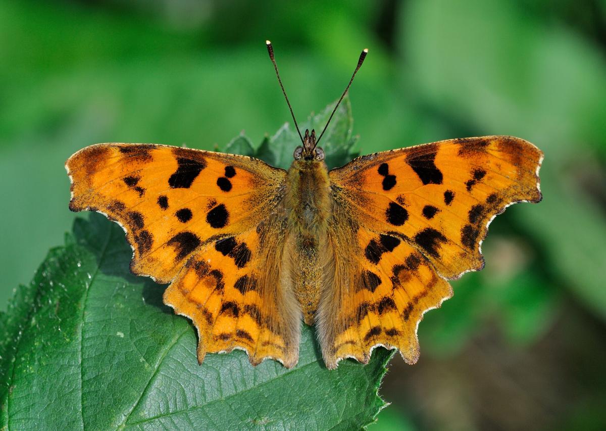 Comma