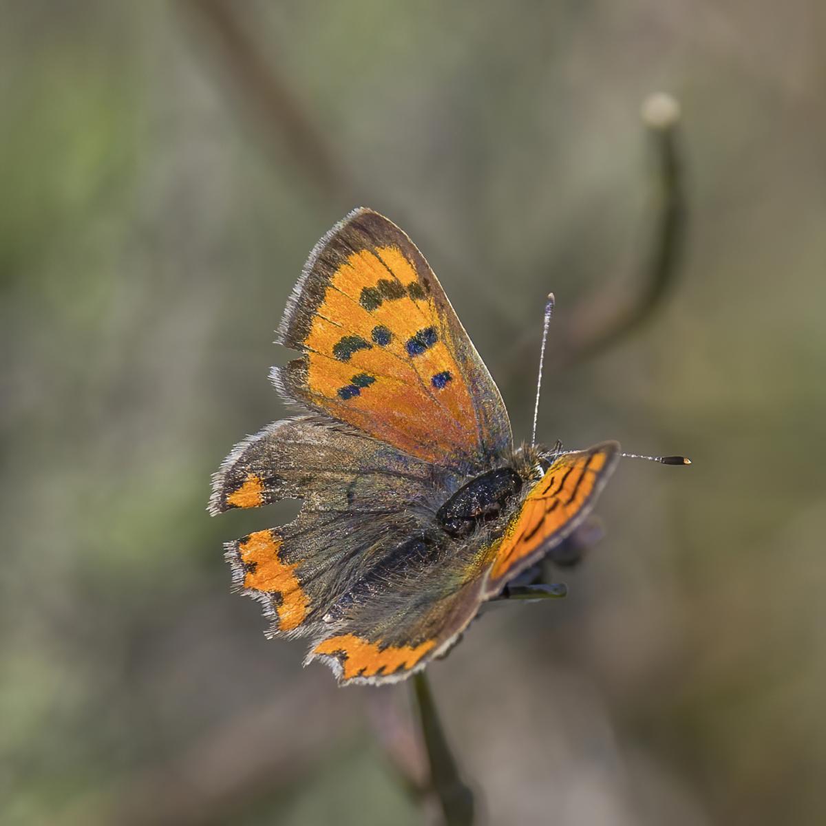 Small Copper