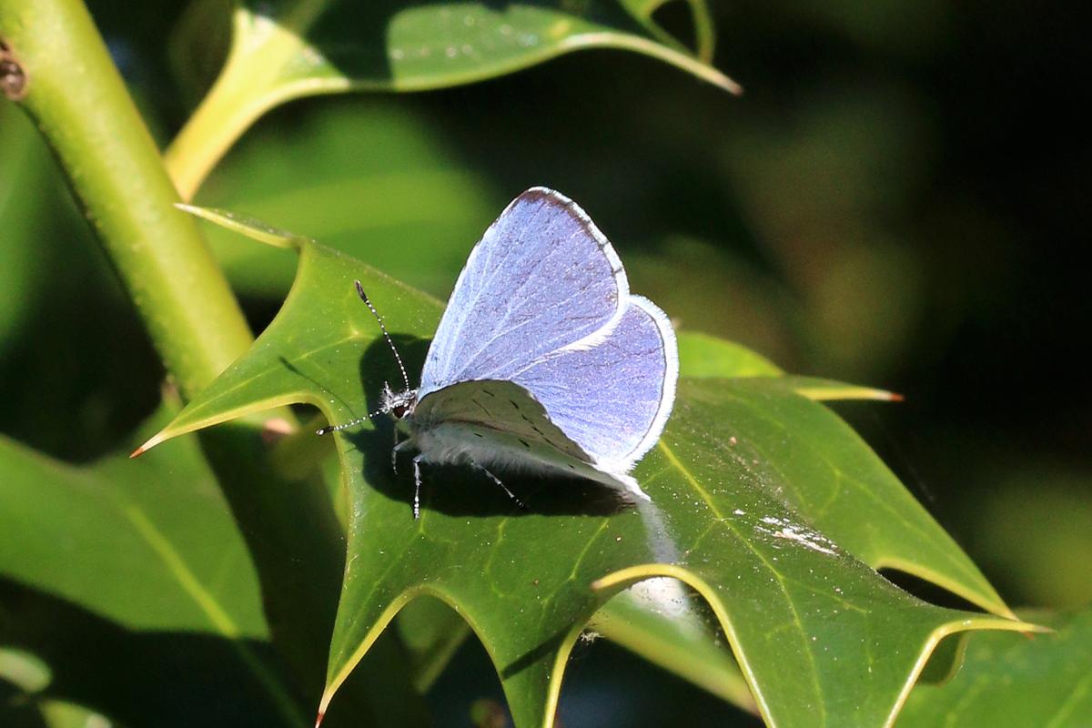 Holly Blue
