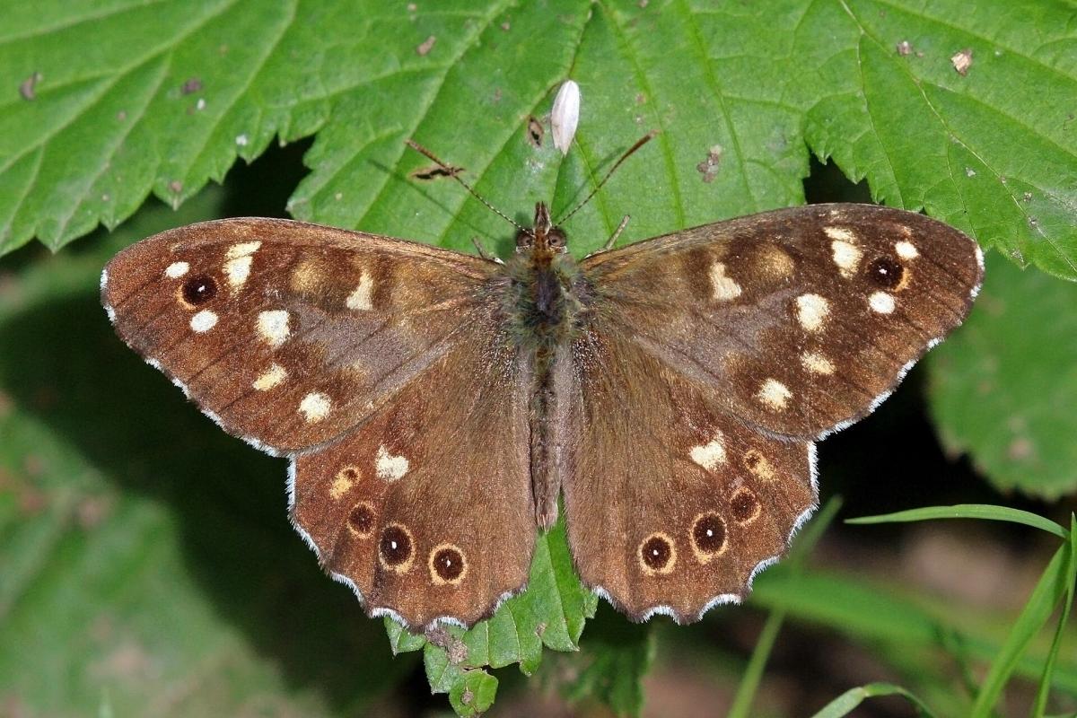 Speckled Wood